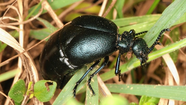 Das Gift des Insekts, das auch in Österreich heimisch ist, ist schon in geringer Konzentration hochtoxisch. (Bild: Josef Limberger)