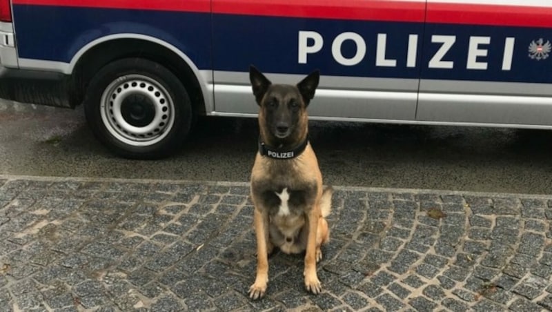 Barmittelspürhund „Rasco vom strengen Winter“ (Bild: LPD NÖ)