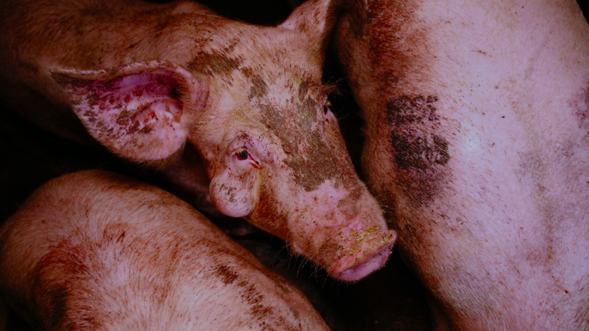 Die Schweine leben in Exkrementen und haben eine Beule am Kopf - Bildmaterial, das dem VGT zugespielt wurde. (Bild: VGT.at/Verein gegen Tierfabriken)