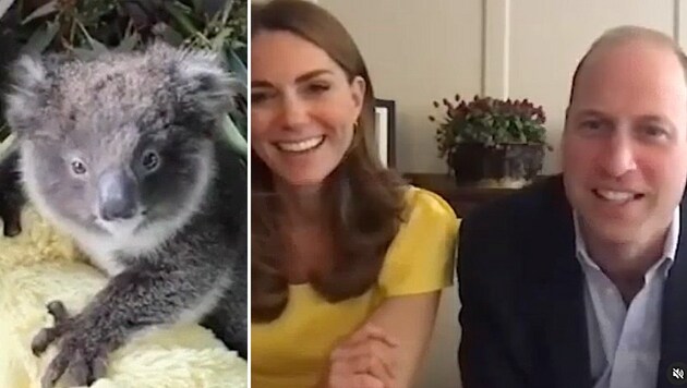 Koala-Dame „Grace“ brachte Herzogin Kate und Prinz William zum Strahlen. (Bild: instagram.com/kensingtonroyal)