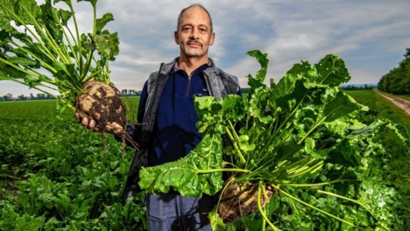 Einer von vielen, der bangt: Rübenbauer Alex Scharinger (Bild: Imre Antal)