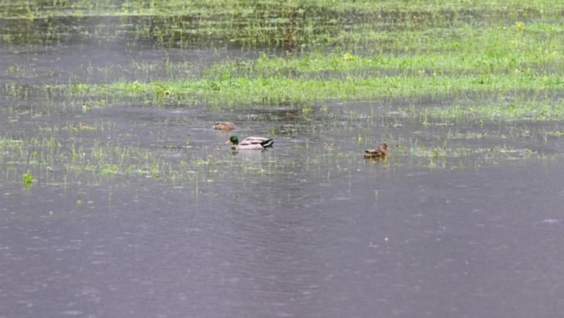 Die Enten im Ortsteil Kampl freuten sich über ein neues Schwimmbecken. (Bild: LIEBL Daniel/zeitungsfoto.at)