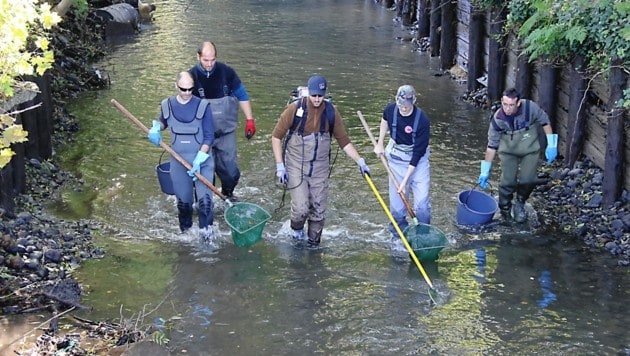 Bewaffnet“ mit einem Gleichstromgerät und Keschern retteten die Mitglieder des Arbeiterfischereivereins Graz beim Abfischen des Mühlgangs wieder Tausenden Fischen das Leben. (Bild: Christian Jauschowetz)