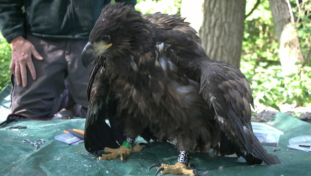 Rekord-Fliegerin „Davina“ (Bild: Matthias Schmidt)