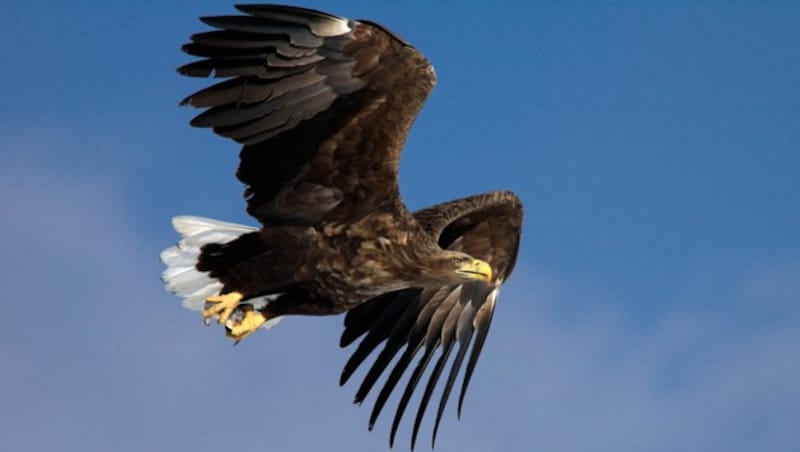 Seeadler im Flug (Bild: WWF)