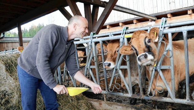 Alois Kiegerl mit seinen schönen Murbodner-Rindern (Bild: Christian Jauschowetz)