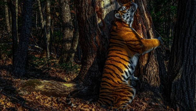 Um dieses Foto eines seltenen Amur-Tigers schießen zu können, musste Sergey Gorshkov elf Monate warten. (Bild: nhm.ac.uk/SERGEY GORSHKOV)