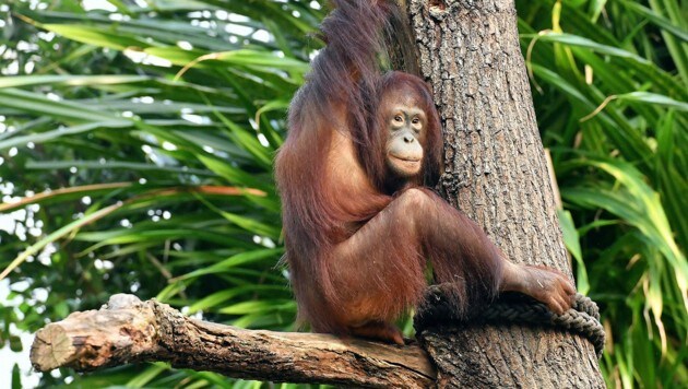 Die siebenjährige Orang-Utan-Dame „Surya“ ist aus dem Rostocker Zoo in die Bundeshauptstadt Wien umgezogen. (Bild: APA/ZOO ROSTOCK/JOACHIM KLOOCK)