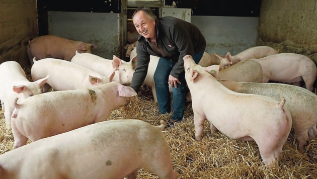 Exzellent: Schweine dürfen im „Mühlenhof“ im tiefen Stroh wühlen! (Bild: Sepp Pail)