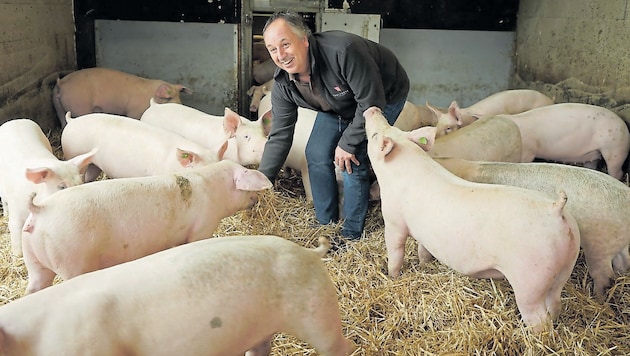 Exzellent: Schweine dürfen im „Mühlenhof“ im tiefen Stroh wühlen! (Bild: Sepp Pail)