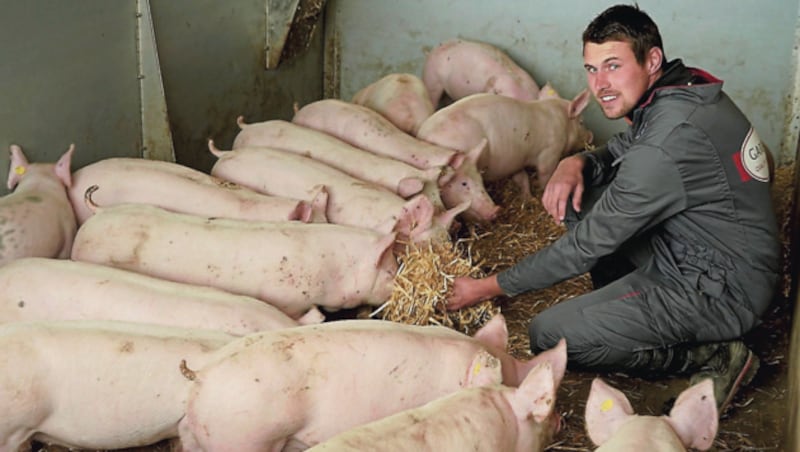 Bei Markus Klobassa finden die Schweine mit Stroh Beschäftigung. (Bild: Sepp Pail)