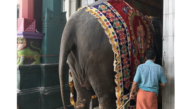 Indischer Tempelelefant lehrt Geduld und Hingabe (Bild: Dominik Orieschnig)