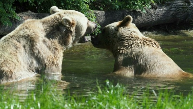 Die Braunbären „Vinzenz“ (li.) und „Tom“ im Mai 2016 (Bild: APA/VIER PFOTEN/2016)