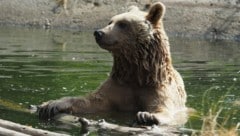 Der Bär wird laut Experten in die Steiermark zurück kommen (Symbolbild) (Bild: VIER PFOTEN)