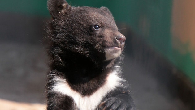 Ein junger Kragenbär (Bild: Martina Berg/stock.adobe.com)