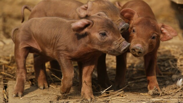 Nicht alle Schweine haben das Glück, so unbeschwert aufwachsen zu können. (Bild: Sepp Pail)