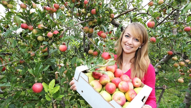 Heimische Äpfel versprechen erfrischenden Geschmack und beste Qualität beim Fruchtsaft. (Bild: Judt Reinhard)