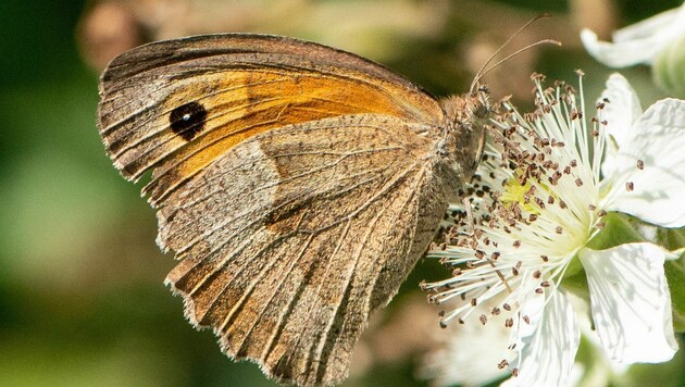 Heuer der häufigste Schmetterling in unseren Gärten: das Große Ochsenauge. (Bild: schmetterlingsapp.at/Alfred L.)