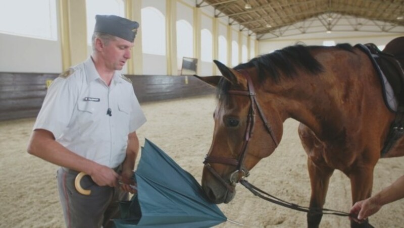 Trainer über mit Pferd (Bild: ATV)