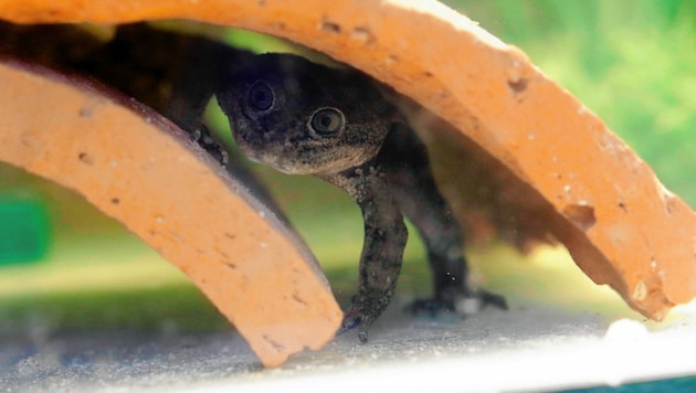 (Bild: AFP/Parquemet)