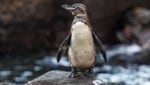 Der Galapagos-Pinguin gehört mit etwa 35 Zentimetern Größe zu den kleinsten Vertretern unter den Pinguinen. (Bild: stock.adobe.com)