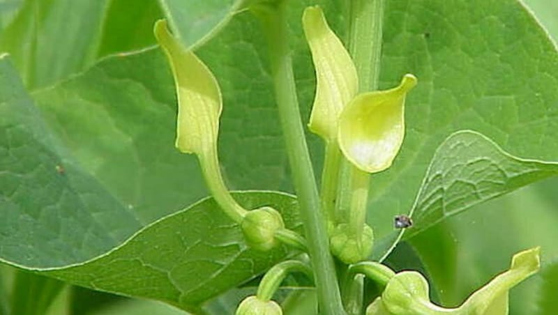 Dient als Futter für die Raupen des Falters: der Osterluzei (Bild: wikipedia.org/Kurt Stüber)