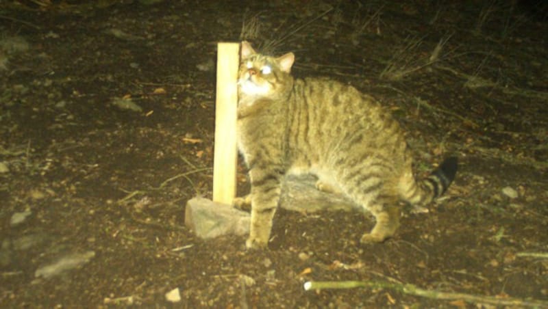 Die Wildkatzen tappten in der Wachau mehrfach in Fotofallen. (Bild: Naturschutzbund/P. Gerngross)