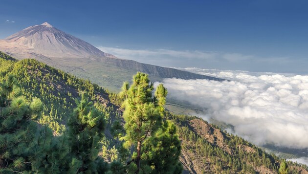 Besuche auf Teneriffa sind laut Verein nach einer gewissen Zeit erwünscht. Die Tirolerin fliegt zu Weihnachten zu ihrer Tochter. (Bild: H.Damke)