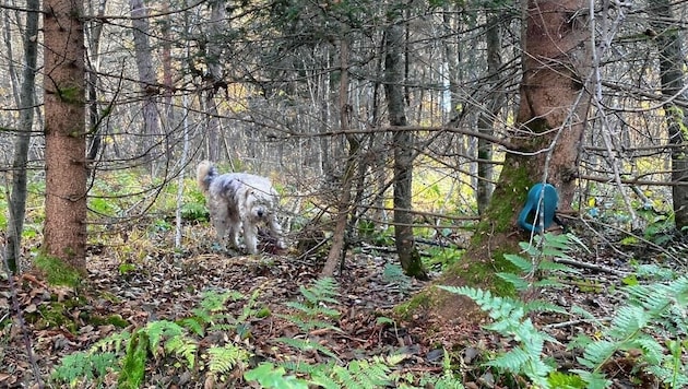 Hund „Maxl“ hatte sich im Wald verheddert. (Bild: Alexandra Grunow)