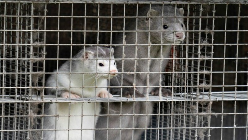 Nerze in einer Farm in Gjol im Norden von Dänemark (Bild: AFP/Ritzau Scanpix/Henning Bagger)