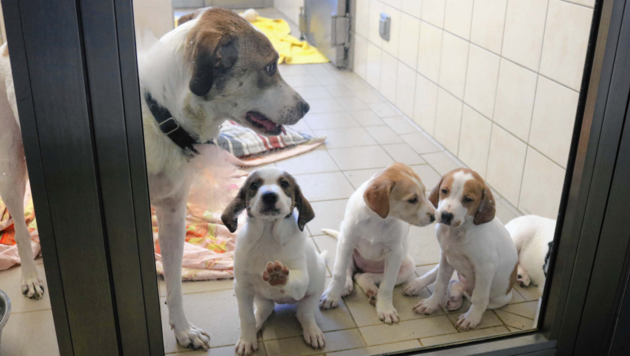 Eine Mutterhündin mit vier Welpen und sechs weitere Hunde wurden bis zur Klärung der Umstände im Tierkompetenzzentrum Klagenfurt untergebracht. (Bild: Claudia Fischer)