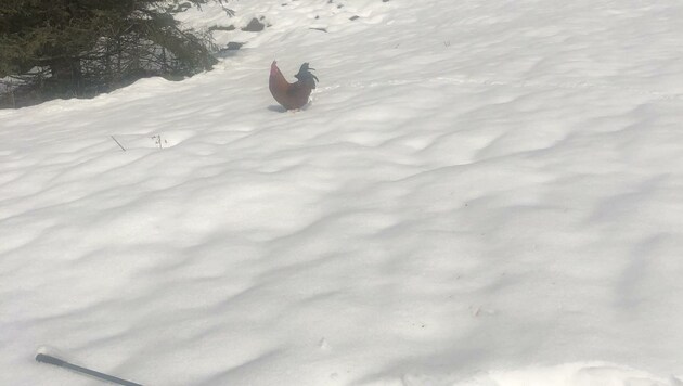 Einer der Hähne im Schnee (Bild: Tierschutzverein für Tirol)