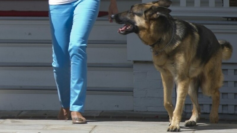 Bidens Schäferhund „Champ“ (Bild: AFP)