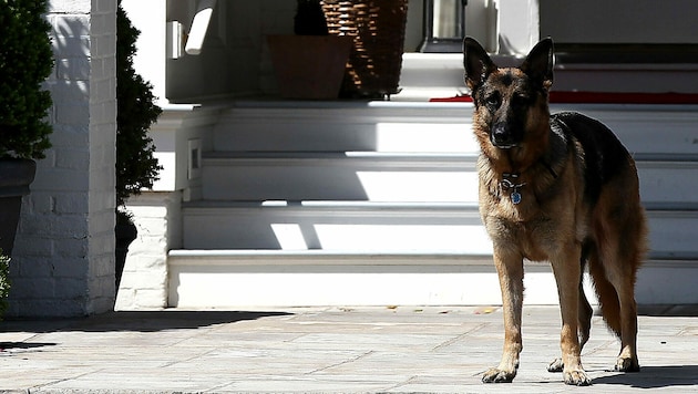 Bidens Schäferhund „Champ“ (Bild: APA/AFP/Getty Images)