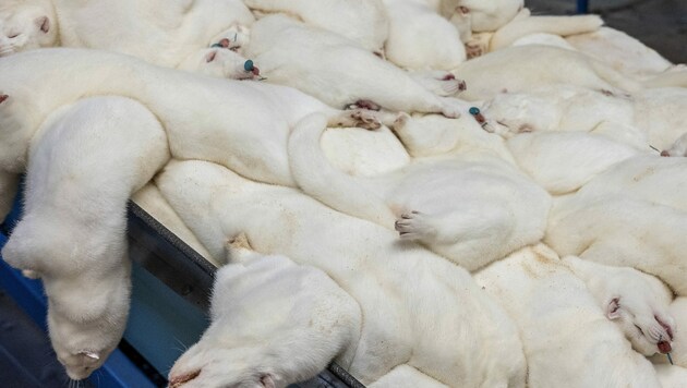 Gekeulte Nerze in einer Nerzfarm in Dänemark (Bild: John Randeris/Ritzau Scanpix via AP)