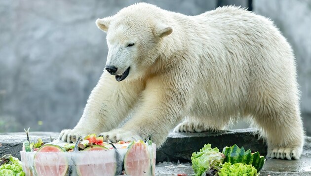 Eisbären-Mädchen „Finja“ im Tiergarten Schönbrunn hat zu ihrem ersten Geburtstag eine besondere Überraschung bekommen. (Bild: APA/DANIEL ZUPANC)