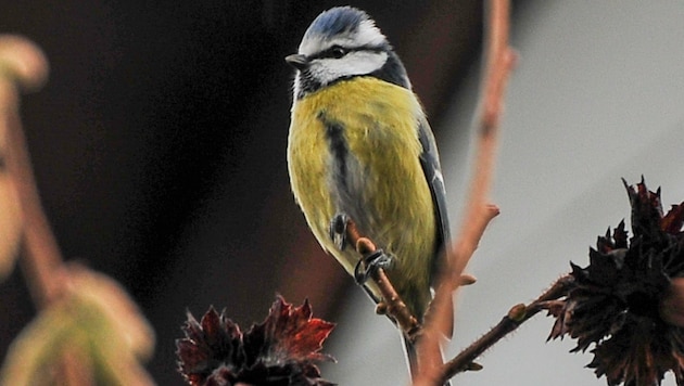 Blaumeisen sind keine Zugvögel und bleiben auch im Winter in heimischen Gefilden.. (Bild: Dostal Harald)