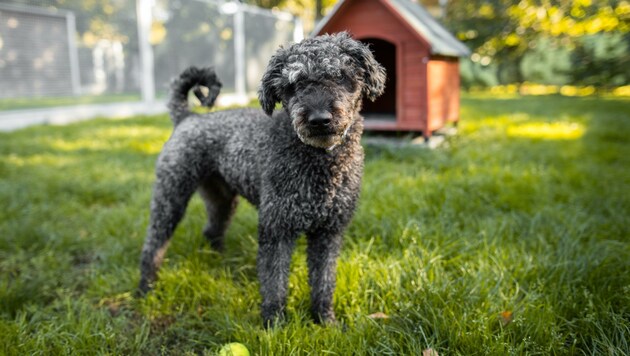 Kein außerordentlicher Geldsegen für das Tierheim und damit auch nicht für Bruno. (Bild: Laura Berndl)