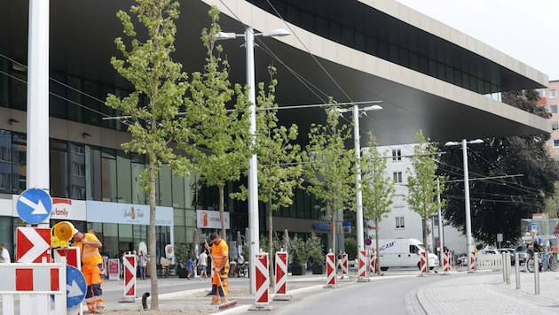 Auch in der „Neuen Mitte“ Lehen wurden Bäume gepflanzt (Bild: Tschepp Markus)