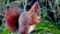 Oft gesehen: Das Eichhörnchen (Bild: Harald Dostal)