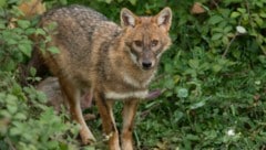 Vom südosteuropäischen Raum aus breiten sich Goldschakale Richtung Westen aus. (Bild: Janez Tarman)