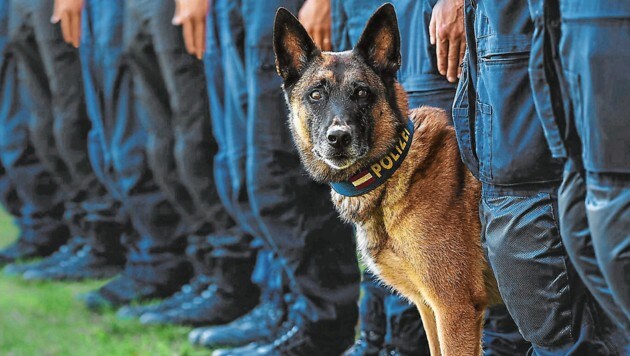 Der Angeklagte war ausgebildeter Diensthundeführer. (Bild: LPD Wien)