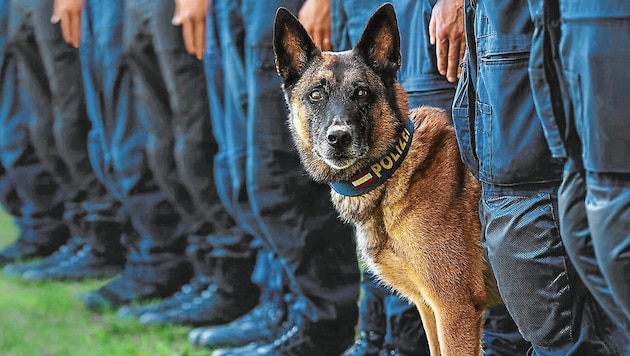 Auch ein Polizeihund kam zum Einsatz (Symbolbild) (Bild: LPD Wien)