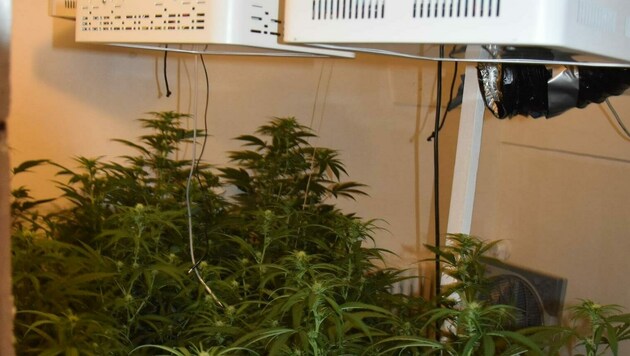 Die Polizei entdeckte eine Indoor-Plantage (Symboldbild) (Bild: Polizei Hallein)