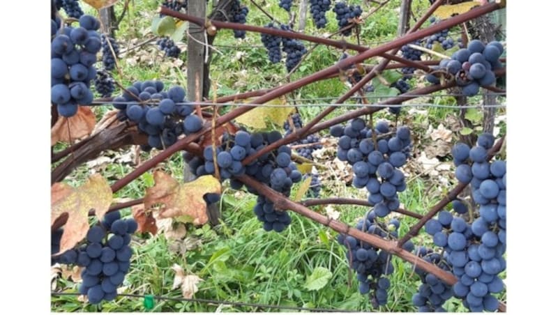 Seit Jahren im Banne des aromatischen Uhudlers (Bild: Martin Weinek)