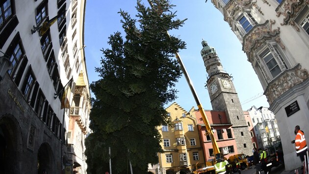 Am Sonntag wurde die 18 Meter hohe Weißtanne aufgestellt (Bild: Andreas Fischer)