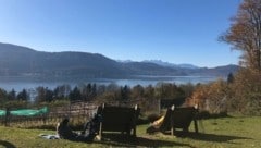 Viele Sonnenanbeter zieht es am Wochenende an den Wörthersee. (Bild: Evelyn Hronek)