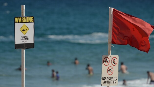 A surfer was attacked by a shark on Australia's east coast. The beaches in the region are now to remain closed for at least 24 hours (archive image). (Bild: AFP)