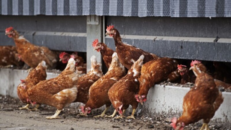 Ab Februar 2020 durften Hühner in den Niederlanden wochenlang nicht nach draußen, weil es einen Vogelgrippe-Fall in Deutschland gab. (Bild: AFP)