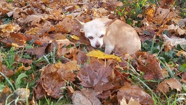 Fast blinde Chihuahua-Hündin wird nun versorgt (Bild: Tierrettung OÖ)